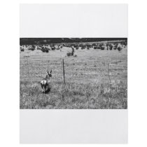 black and white deer flyer
