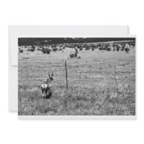 black and white deer invitation