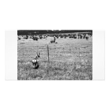 black and white deer photocard personalized photo card