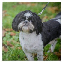 Black and white dog tiles