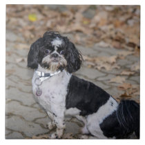 Black and white dog tiles