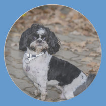 Black and white dog plates