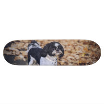 Black and white dog skate boards