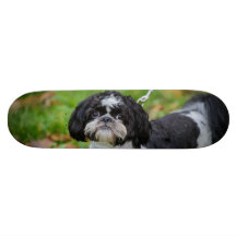 Black and white dog skateboards