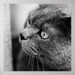 Black and white feline portrait posters