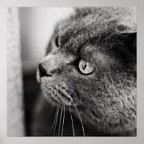 Black and white feline portrait posters