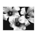 Black and White Floral Postcard