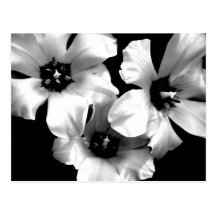 Black and White Floral Postcard