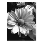 Black and White Flower Photo Post Card