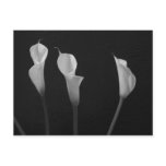 Black and White Flowers Post Card