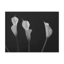 Black and White Flowers Post Card