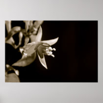 Black and White Fuschia Poster