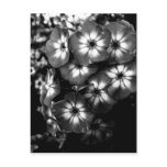 Black and White Garden Phlox Flower cluster Post Card