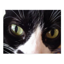 Black and White Green-Eyed Cat Postcard