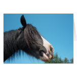 Black and White Horse / Pony - Personalizable Greeting Cards