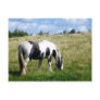 Black and White Horse / Pony Postcard
