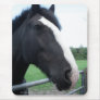 Black and White Horse Portrait Photograph Mousepad