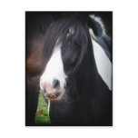 Black and White Horse Portrait Postcard