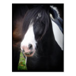 Black and White Horse Portrait Postcard postcards