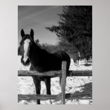 Black and White Horse Print