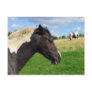 Black and White Horses / Ponies Postcard