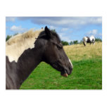 Black and White Horses / Ponies Postcard postcards