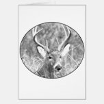 Black and white image of white tailed buck cards