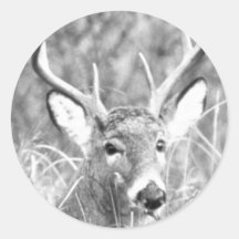 Black and white image of white tailed buck stickers