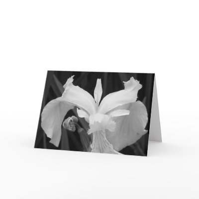 Black and White Iris Card by alohasasha