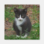 Black And White Kitten Magnet