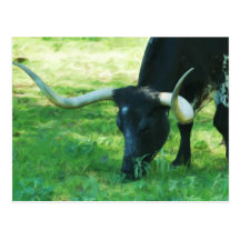 Black and White Longhorn Post Card