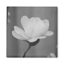 Black and White Magnolia Centennial Bloom Fridge Magnets