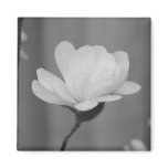 Black and White Magnolia Centennial Bloom magnets