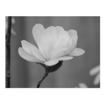Black and White Magnolia Centennial Bloom Post Card