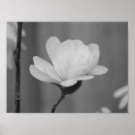 Black and White Magnolia Centennial Bloom posters