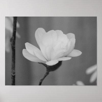 Black and White Magnolia Centennial Bloom Print by princessklb07