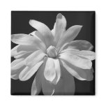 Black and White Magnolia Centennial Refrigerator Magnet