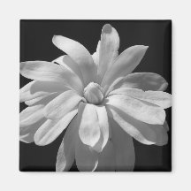 Black and White Magnolia Centennial Refrigerator Magnet