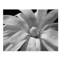 Black and White Magnolia Centennial Post Card