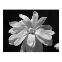 Black and White Magnolia Centennial Post Card
