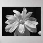 Black and White Magnolia Centennial Print