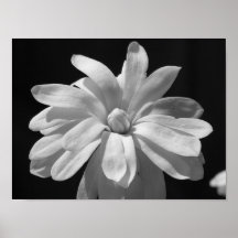 Black and White Magnolia Centennial Print