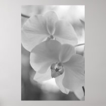 Black and White Orchids Print
