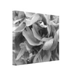 Black and White Petal Abstract Stretched Canvas Print