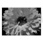 Black and White Petals Greeting Cards