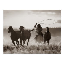 Black and White photo of a Cowboy Lassoing Horses Post Card