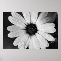 Black and White Photography of African Daisy Print