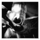 Black and White Photography Series - Cactus 11