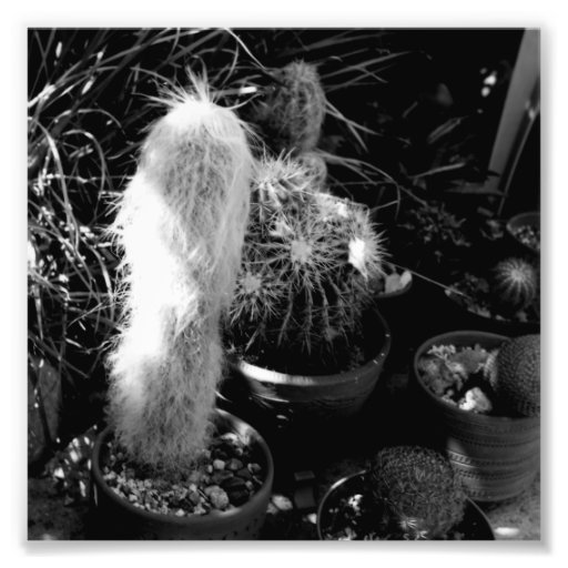 Black and White Photography Series - Cactus 3
