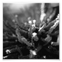 Black and White Photography Series - Cactus 8
